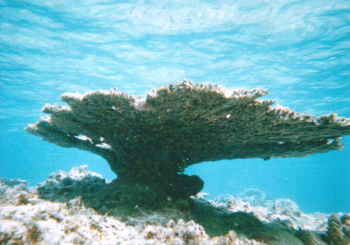 沖縄の慶良間諸島阿嘉島のテーブル珊瑚