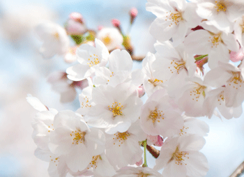 桜の季節