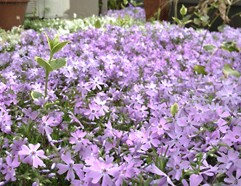 福島相馬の芝桜