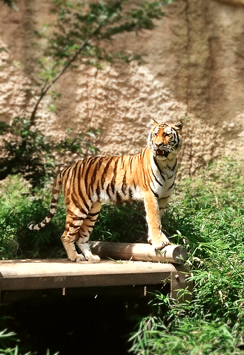 はじめての動物園